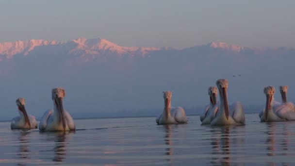 达尔马提亚鹈鹕在凯尔基尼湖 — 图库视频影像
