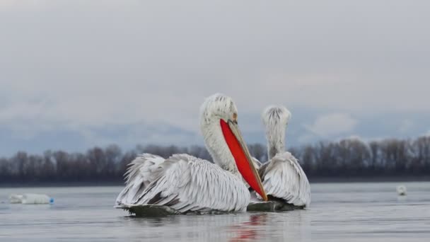 Kerkini göl kenarında Dalmaçyalı pelikanlar — Stok video