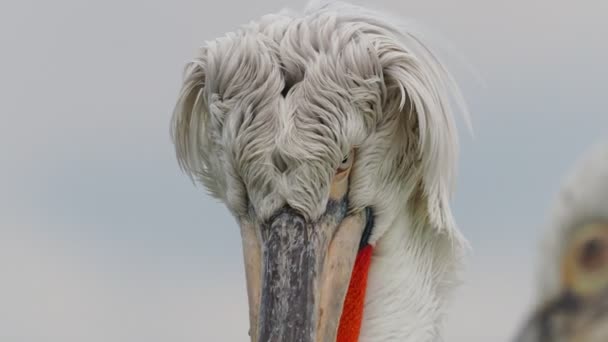 Dalmatian Pelicans on Kerkini lake — Stock Video