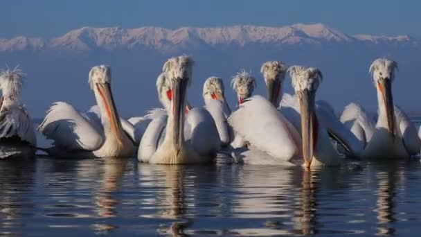 Dalmatian Pelicans on Kerkini lake — Stock Video