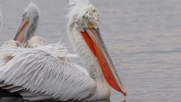 Kerkini göl kenarında Dalmaçyalı pelikanlar — Stok video