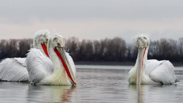 Pélicans dalmates sur le lac Kerkini — Video