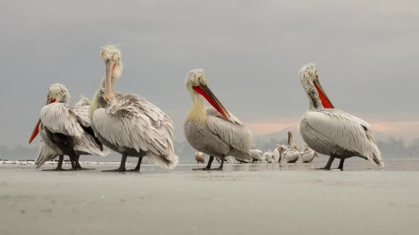 Dalmatische pelikanen op meer Kerkini — Stockvideo