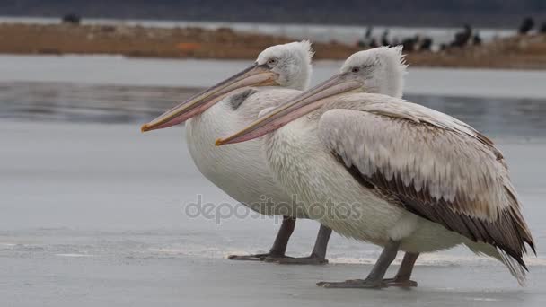 Dalmatiska pelikaner på Kerkini sjö — Stockvideo