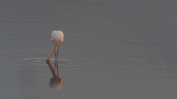 Flamingo som står i sjøen – stockvideo