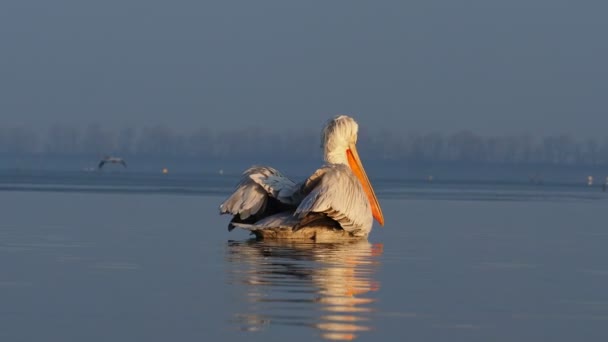 Pelikán kadeřavý na jezero Kerkini — Stock video