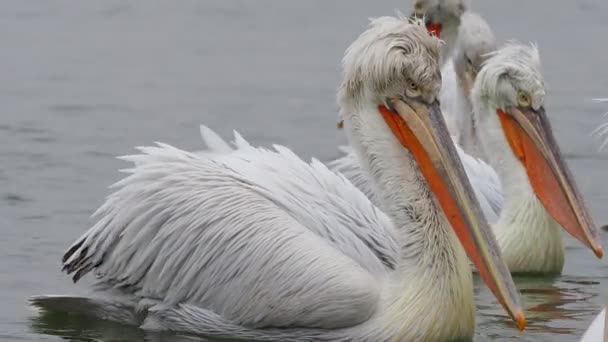 Pelicanos dálmatas no lago Kerkini — Vídeo de Stock