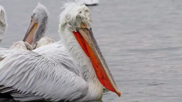 Kerkini göl kenarında Dalmaçyalı pelikanlar — Stok video