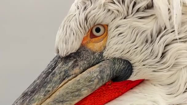 Dalmatiska Pelican på Kerkini sjö — Stockvideo