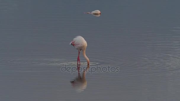 Flamingos standing in lake — Stock Video