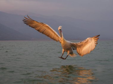 Kerkini göl kenarında tepeli pelikan