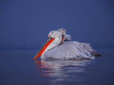 Kerkini göl kenarında Dalmaçyalı pelikanlar