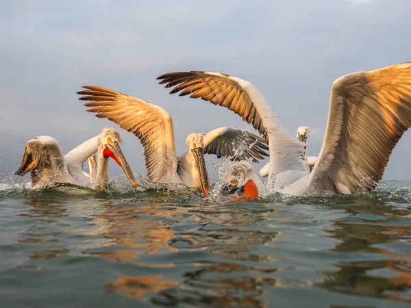 Kerkini göl kenarında Dalmaçyalı pelikanlar — Stok fotoğraf