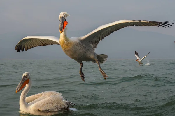 Pelicanos dálmatas no lago Kerkini — Fotografia de Stock