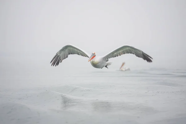 Dalmatian Pelicans on Kerkini lake — Stock Photo, Image