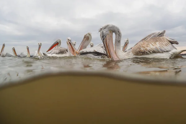 Dalmata Pelicans sul lago Kerkini — Foto Stock