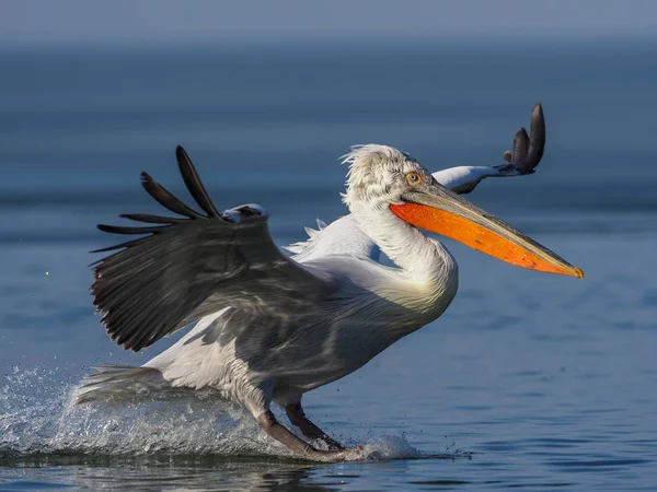Dalmata Pelican sul lago Kerkini — Foto Stock