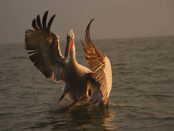 Pelicano dálmata no lago Kerkini — Fotografia de Stock