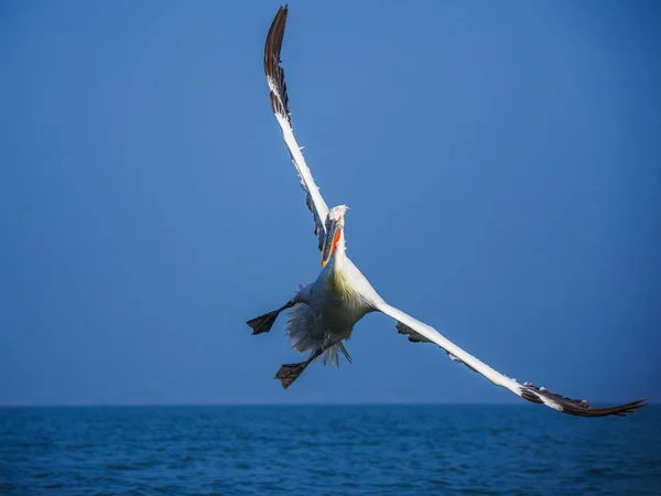 Pelicano dálmata no lago Kerkini — Fotografia de Stock