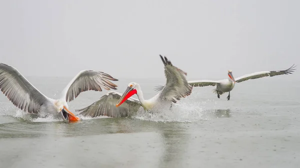 Pelícanos dálmatas en el lago Kerkini —  Fotos de Stock