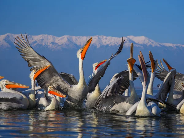 Dalmata Pelicans sul lago Kerkini — Foto Stock