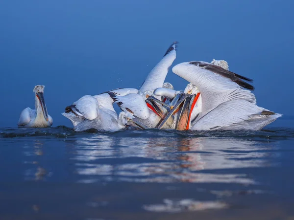 Dalmatiner Pelikane auf dem Kerkini-See — Stockfoto