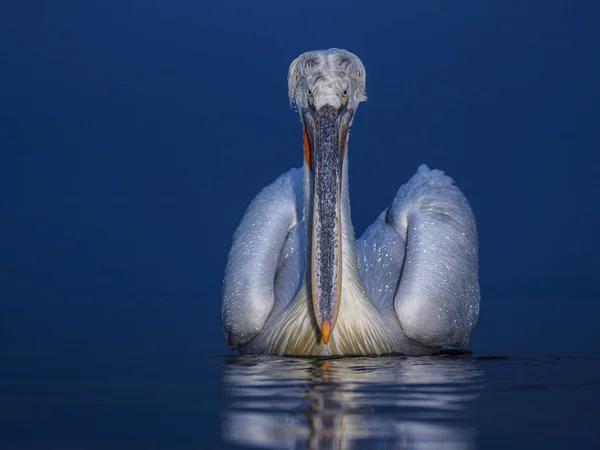 Dalmatian Pelican on Kerkini lake — Stock Photo, Image