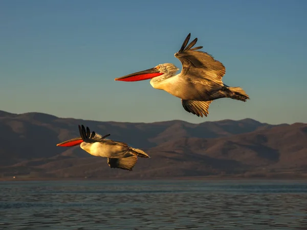 Kerkini göl kenarında Dalmaçyalı pelikanlar — Stok fotoğraf