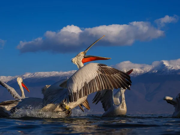 Dalmatian Pelicans on Kerkini lake — Stock Photo, Image