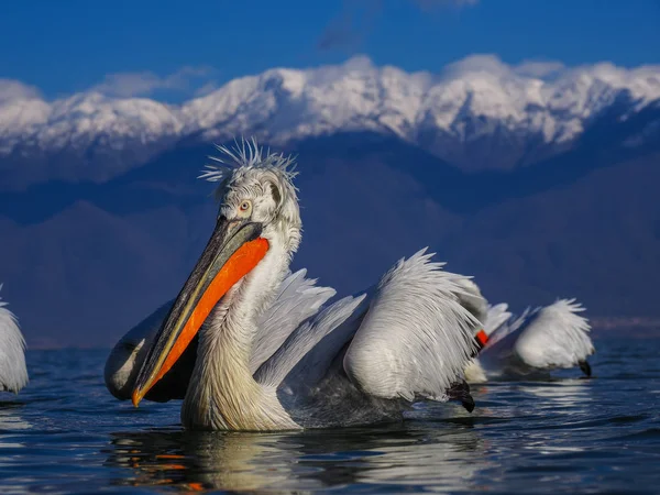 Dalmatiner Pelikane auf dem Kerkini-See — Stockfoto