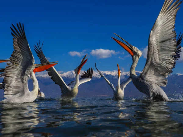 Dalmata Pelicans sul lago Kerkini — Foto Stock