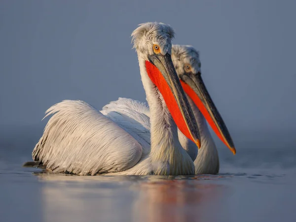 Kerkini göl kenarında Dalmaçyalı pelikanlar Stok Fotoğraf