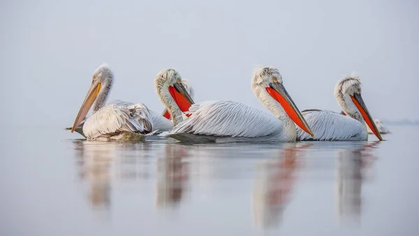 Pelícanos dálmatas en el lago Kerkini Imágenes de stock libres de derechos