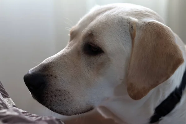 Pure Bred Yellow Labrador retriever