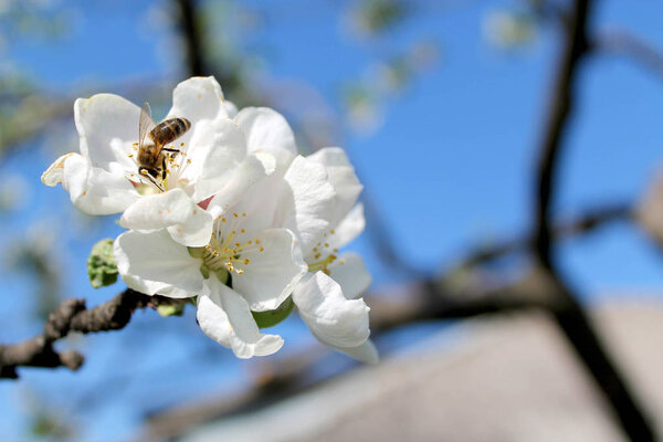 blossoming Apple tree with flowers