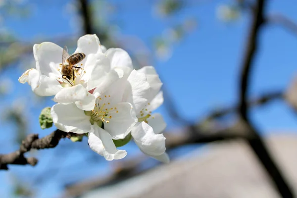 花で開花アップルの木 — ストック写真