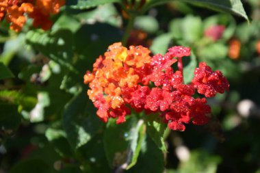 Tanımlanmamış bir çiçeğin yakın çekimi