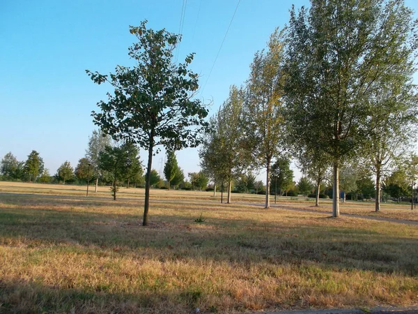 Ett träd på ett gräsfält — Stockfoto