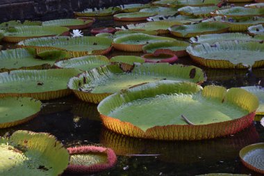 Bir çok su gülüne yakın çekim