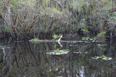 Ormanda tanımsız bir ağaç