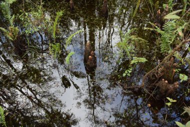 Ormanda tanımsız bir ağaç