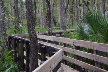 Ormanın yanında ahşap bir yürüyüş.