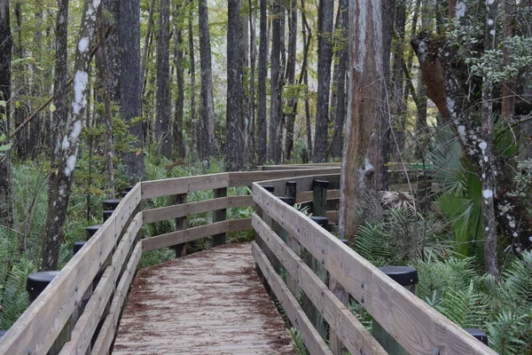 Un paseante de madera junto a un bosque —  Fotos de Stock