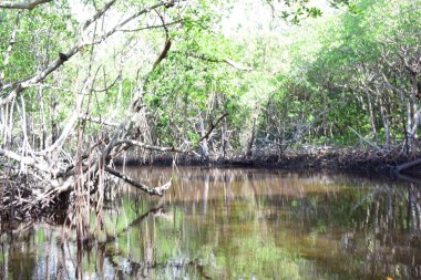 Nehrin yanında bir ağaç