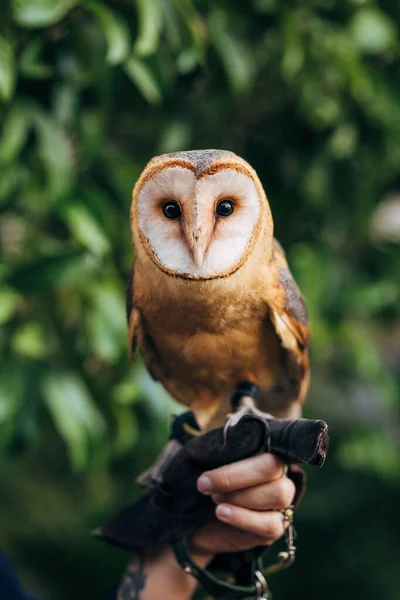 Pet Owl Sitting Hand — Stock Photo, Image