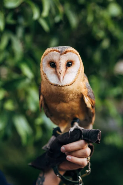 Búho Mascota Sentado Mano — Foto de Stock