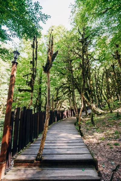Yazın porsuk korusuna park et. Porsuk ağacı ve ağaç koruluğu. 