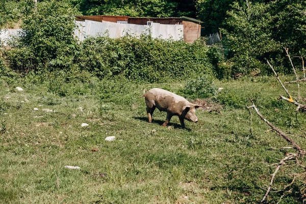 Çayırdaki şirin, kirli domuz..