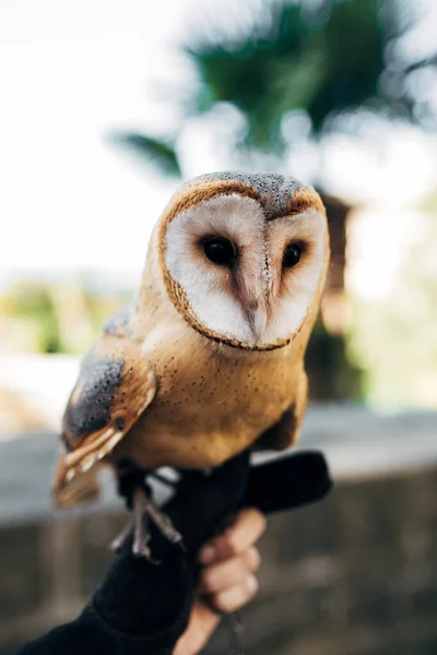 Haustier Eule Sitzt Auf Der Hand — Stockfoto