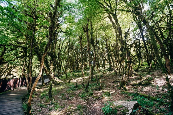 Yazın porsuk korusuna park et. Porsuk ağacı ve ağaç koruluğu. 